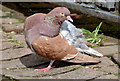 J3374 : Feral pigeon with one leg, Belfast - April 2015(1) by Albert Bridge