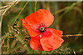 SX8749 : Wild Poppy by S J Dowden