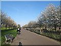 TQ3377 : Spring blossom in Burgess Park by Stephen Craven