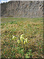 SD4972 : Cowslips, Warton Crag Quarry by Karl and Ali