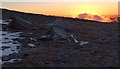 NN4971 : Ben Alder summit camp by Ross