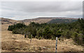 NM5324 : Coniferous plantation above Glen Leidle by Trevor Littlewood