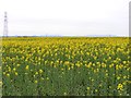 SO8794 : Rape Field Scene by Gordon Griffiths