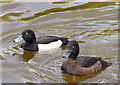 J3675 : Tufted duck, Victoria Park, Belfast (April 2015) by Albert Bridge