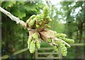 TF0820 : Emerging catkins by Bob Harvey