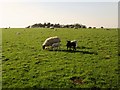 SE1286 : Sheep  with  Lambs  on  Six  Dales  Trail  to  Middleham by Martin Dawes