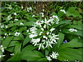 SK9830 : Allium ursinum - flowers by Bob Harvey