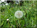 SK9829 : Taraxacum officinale - seedhead by Bob Harvey