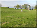 NT0463 : Spring pasture at Murieston Castle Farm by M J Richardson