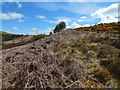 NS3678 : Course of a geological dyke by Lairich Rig