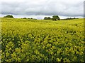 SJ8154 : Rapeseed Field, by disused railway line, Alsager by Rick Crowley