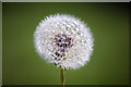 SJ4468 : Dandelion (Taraxacum) by Jeff Buck