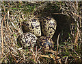 NY7822 : Golden plover eggs, Little Fell by Karl and Ali