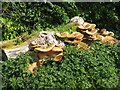 NT2470 : Fungus on a log in the Hermitage of Braid by M J Richardson