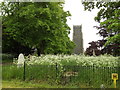 TM0780 : St.John the Baptist Church, Bressingham by Geographer