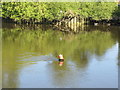 TQ1877 : Buoy shows incoming tide, Thames at Brentford by David Hawgood