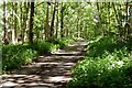 SK6164 : Path in Sherwood Forest by Graham Hogg