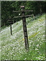 SK3706 : Disused Telegraph Poles South of Shackerstone Station by Keith Williams