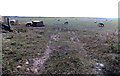 SS4087 : Grazing sheep, Rhossili by Jaggery