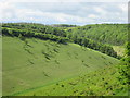 SE8255 : Tree  shadows  on  a  Wold  valley  side by Martin Dawes