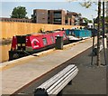 SJ8598 : Hedgehog at Ancoats by Gerald England