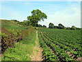 SJ5175 : Arable land near Frodsham by Jeff Buck