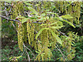 SS7985 : Catkins beside Heolcaer-bont, nr Margam by eswales