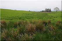  : Upland grazing by Philip Halling