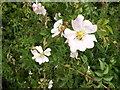 TM0883 : Wild Rose off Common Road by Geographer