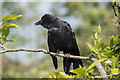 TQ2995 : Carrion Crow in Garden, London N14 by Christine Matthews