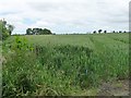 SD4413 : Corner of a wheatfield, Burscough Moss by Christine Johnstone