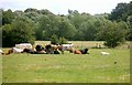 SP6306 : Cows in the Meadow by Des Blenkinsopp