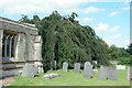 TF0635 : Saint Nicholas, Walcot:  Fagus sylvatica pendula by Bob Harvey