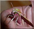 SP9211 : Elephant Hawk Moth - Imago - Front view by Rob Farrow