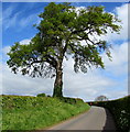 SO5825 : Walker dwarfed by a tree north of Bridstow by Jaggery