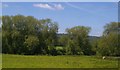 SJ2204 : Willows along the Severn, just upstream of Cilcewydd Bridge by Christopher Hilton