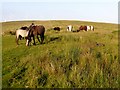 SS9685 : Camping On Mynydd y Gaer Common by Rude Health 