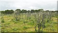 SU4302 : Blackwell Common, burnt gorse by Mike Faherty