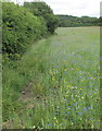 TQ1584 : Wild flower meadow, Horsenden Hill open space by David Hawgood