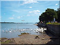 TM1132 : Feeding the birds on the Stour estuary, Mistley by Malc McDonald