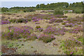 SU8059 : Bell Heather, Blackbushe Airfield by Alan Hunt