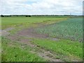 SD4514 : Western corner of a field of garlic, Burscough Moss by Christine Johnstone