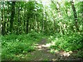 SN6083 : Public footpath, Coed y Cwm by Christine Johnstone