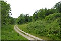 SE8286 : Forest track, Blansby Park Wood by David Smith