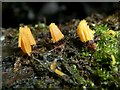 NS3878 : A slime mould - a Stemonitis species by Lairich Rig