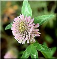 J3675 : Clover flower, Victoria Park, Belfast (July 2015) by Albert Bridge