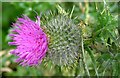 J3675 : Thistle flower, Victoria Park, Belfast (July 2015) by Albert Bridge