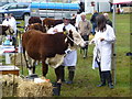 H5654 : Animal on a lead, Clogher Valley Agricultural Show by Kenneth  Allen