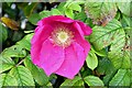 J3473 : Dog rose flower, Belfast (August 2015) by Albert Bridge