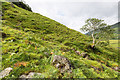 NN2013 : Hillside above Glen Fyne by David P Howard